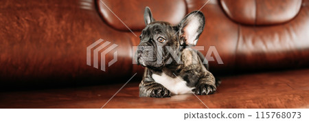 Young Small Black French Bulldog Dog Puppy Lying On Sofa. Panoramic View Of Funny Dog Baby With Beautiful Black Snout Eyes Bulldog Puppy Dog. Adorable Bulldog Puppy Young Small Black French Bulldog Dog Puppy Lying On Sofa. Panoramic View Of Funny Dog Baby With Beautiful Black Snout Eyes Bulldog Puppy Dog. Adorable Bulldog Puppy 115768073