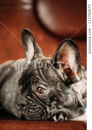 Sad Young Small Black French Bulldog Dog Puppy Lying On Sofa. Funny Dog Baby With Beautiful Black Snout Eyes Bulldog Puppy Dog. Adorable Bulldog Puppy 115768075