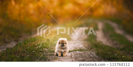 Young White Puppy Pomeranian Spitz Puppy Dog Sitting Outdoor In Sandy Countryside Road 115768112