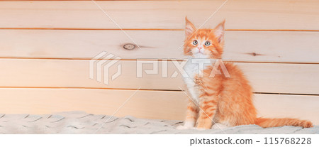 Cat Copy Space Wooden Background. Young Red Maine Coon Kitten Cat Sitting On Sofa. Coon Cat, Maine Cat, Maine Shag. Amazing Pets Pet. Portrait On Woods Backdrop. Panorama Panoramic View 115768228