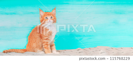 Cat Copy Space Background In Light Blue Color Colour. Young Red Maine Coon Kitten Cat Sitting On Sofa. Coon Cat, Maine Cat, Maine Shag. Amazing Pets Pet. Portrait On Backdrop. Panorama Panoramic View 115768229
