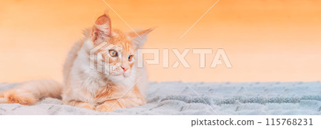 Cat Copy Space Background In Calming Coral Color Colour. Young Red Maine Coon Cat Lying On Sofa. Coon Cat, Maine Cat, Maine Shag. Amazing Pets Pet. Portrait On Backdrop In Yellow Light Orange Colors Cat Copy Space Background In Calming Coral Color Colour. Young Red Maine Coon Cat Lying On Sofa. Coon Cat, Maine Cat, Maine Shag. Amazing Pets Pet. Portrait On Backdrop In Yellow Light Orange Colors 115768231