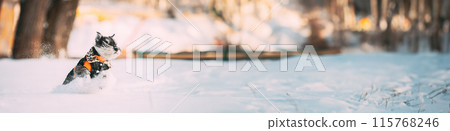 Miniature Schnauzer Dog Or Zwergschnauzer Sitting In Outfit Playing Fast Running In Snow At Winter Day 115768246