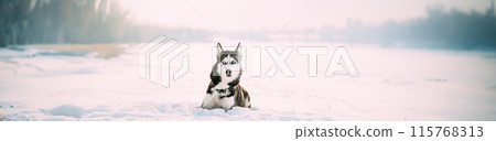 Siberian Husky Dog Sitting Outdoor In Snowy Park At Sunny Winter Day. Dog Sit In Snow. Pet Resting Outdoors At Winter Season 115768313