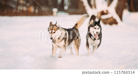 Happy Siberian Husky Dogs Running Together Outdoor In Snowy Park At Sunny Winter Day. Smiling Dog. Active Dogs Play In Snow. Playful Pet Outdoors At Winter Season Happy Siberian Husky Dogs Running Together Outdoor In Snowy Park At Sunny Winter Day. Smiling Dog. Active Dogs Play In Snow. Playful Pet Outdoors At Winter Season 115768314