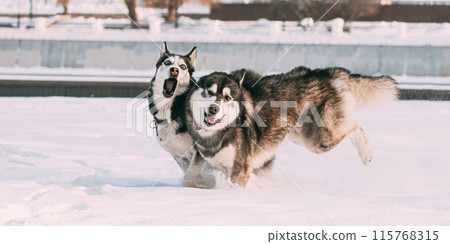 Two Siberian Husky Dogs Running Together Outdoor In Snowy Park At Winter Day. Active Dogs Play In Snow. Playful Pet Outdoors At Winter Season Two Siberian Husky Dogs Running Together Outdoor In Snowy Park At Winter Day. Active Dogs Play In Snow. Playful Pet Outdoors At Winter Season 115768315