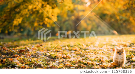 Young Red Puppy Pomeranian Spitz Puppy Dog Posing Outdoor In Autumn Grass 115768356