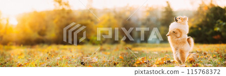 Young Red Puppy Pomeranian Spitz Puppy. Puppy Stands On Its Hind Legs Dog Posing Outdoor In Autumn Grass. Young Red Puppy Pomeranian Spitz Puppy. Puppy Stands On Its Hind Legs Dog Posing Outdoor In Autumn Grass. 115768372