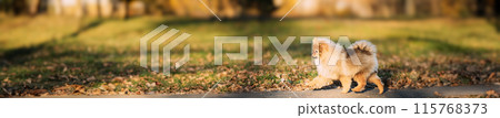 Funny Young Red Puppy Pomeranian Spitz Puppy Dog Happy Walking Outdoor In Autumn Park Lane. 115768373