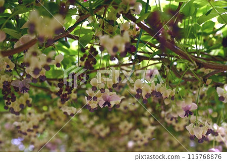 Akebi flower 115768876