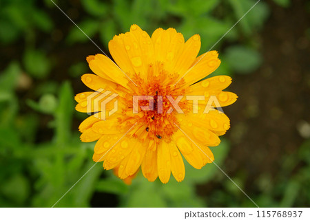 Medicinal pot marigold harvested Calendula officinalis orange flower common ruddles mary gold or Scotch aromatic herbaceous plant pharmacological ointments cream or tea, rain water drops Europe Medicinal pot marigold harvested Calendula officinalis orange flower common ruddles mary gold or Scotch aromatic herbaceous plant pharmacological ointments cream or tea, rain water drops Europe 115768937