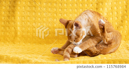 Red Ginger Devon Rex Cat. Short-haired Cat Of English Breed On Yellow Plaid Background. Shorthair Pet Washing Paws 115768984