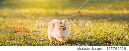 Funny Young Red Puppy Pomeranian Spitz Puppy Dog Happy Play Outdoor In Autumn Grass 115769016