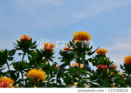 Sunny day at the Okegawa Benihana Festival in Saitama 115769029