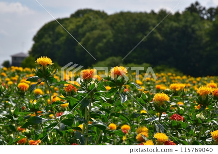 陽光明媚的桶川紅花節 埼玉縣 陽光明媚的桶川紅花節 埼玉縣 115769040