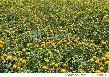 Sunny day at the Okegawa Benihana Festival in Saitama 115769051