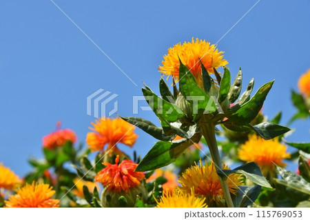 陽光明媚的桶川紅花節 埼玉縣 115769053