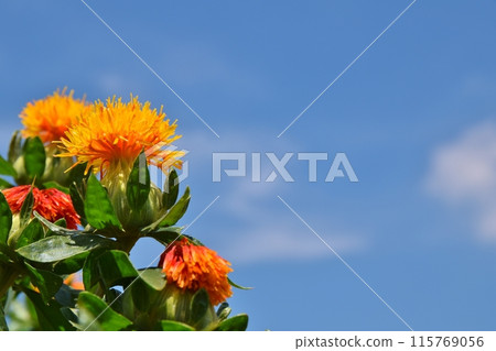 Sunny day at the Okegawa Benihana Festival in Saitama 115769056