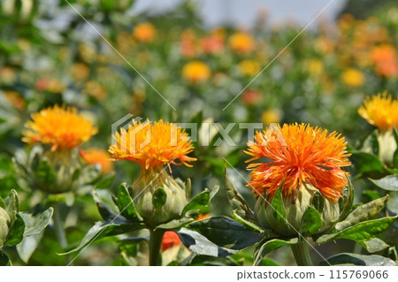 陽光明媚的桶川紅花節 埼玉縣 115769066