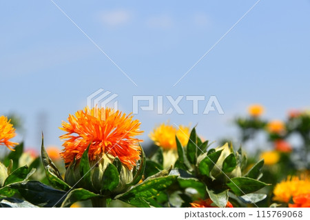 陽光明媚的桶川紅花節 埼玉縣 115769068