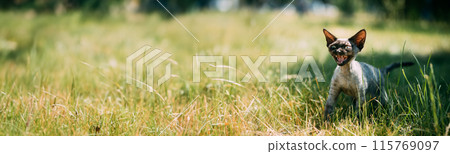 Young Gray Devon Rex Kitten Meowing In Green Grass. Short-haired Cat Of English Breed Young Gray Devon Rex Kitten Meowing In Green Grass. Short-haired Cat Of English Breed 115769097