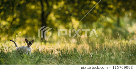 Funny Young Gray Devon Rex Kitten Meowing In Green Grass. Short-haired Cat Of English Breed 115769098