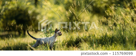 Young Gray Devon Rex Kitten In Green Grass. Short-haired Cat Of English Breed. Young Gray Devon Rex Kitten In Green Grass. Short-haired Cat Of English Breed. 115769099