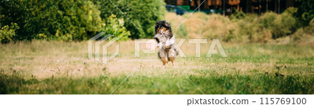 Shetland Sheepdog, Sheltie, Collie. Play Jumping With Plate Outdoor In Summer Grass Shetland Sheepdog, Sheltie, Collie. Play Jumping With Plate Outdoor In Summer Grass 115769100