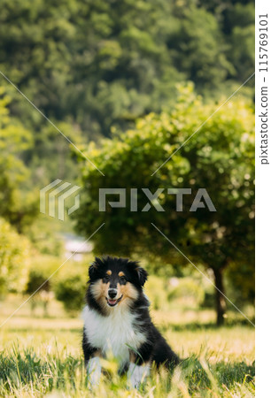 Tricolor Rough Collie Puppy, Funny Scottish Collie, Long-Haired Collie, English Collie, Lassie Dog In Green Grass Tricolor Rough Collie Puppy, Funny Scottish Collie, Long-Haired Collie, English Collie, Lassie Dog In Green Grass 115769101