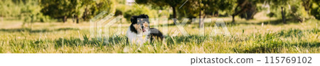 Tricolor Rough Collie Puppy, Funny Scottish Collie, Long-Haired Collie, English Collie, Lassie Dog In Green Grass Tricolor Rough Collie Puppy, Funny Scottish Collie, Long-Haired Collie, English Collie, Lassie Dog In Green Grass 115769102