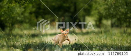 Funny Young Red Ginger Devon Rex Kitten In Green Grass. Short-haired Cat Of English Breed 115769105