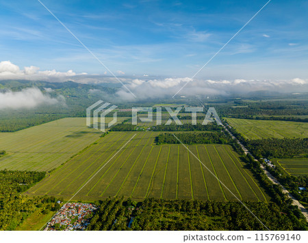 Cloudscape over the rice fields in Agricultural land. Mindanao, Philippines. Tropical landscape of farmlands. Cloudscape over the rice fields in Agricultural land. Mindanao, Philippines. Tropical landscape of farmlands. 115769140