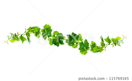 leaf vine isolates on a white background 115769165