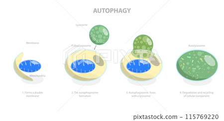 3D Isometric Flat  Illustration of Autophagy, Diagram of the Process 115769220