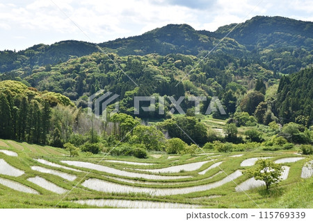 Oyama Senmaida rice fields immediately after rice planting, Chiba Oyama Senmaida rice fields immediately after rice planting, Chiba 115769339