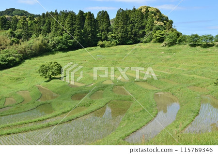 Oyama Senmaida rice fields immediately after rice planting, Chiba 115769346