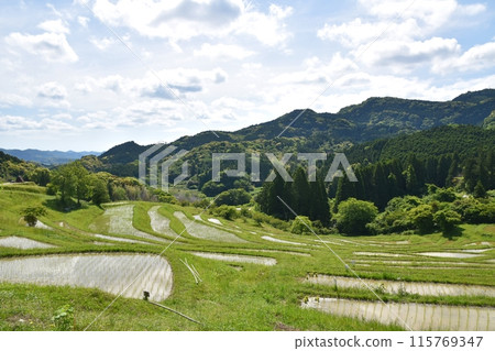 Oyama Senmaida rice fields immediately after rice planting, Chiba 115769347