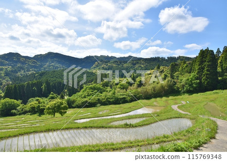 Oyama Senmaida rice fields immediately after rice planting, Chiba Oyama Senmaida rice fields immediately after rice planting, Chiba 115769348