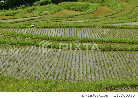 Oyama Senmaida rice fields immediately after rice planting, Chiba Oyama Senmaida rice fields immediately after rice planting, Chiba 115769359