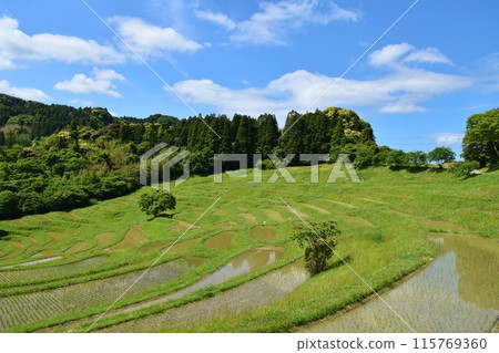 Oyama Senmaida rice fields immediately after rice planting, Chiba Oyama Senmaida rice fields immediately after rice planting, Chiba 115769360