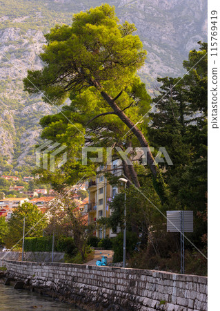 Kotor, Montenegro street view, pine trees near sea 115769419