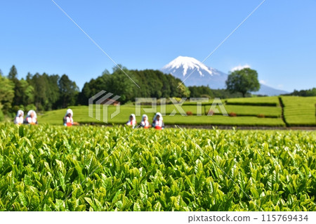 Obuchi Tea Festival on a sunny day in Shizuoka Obuchi Tea Festival on a sunny day in Shizuoka 115769434