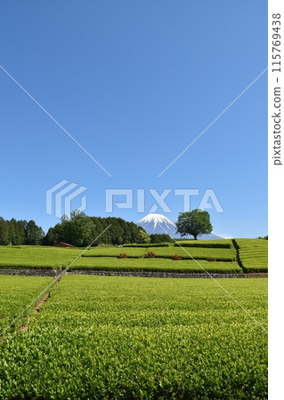 Obuchi Sasaba on a clear day in Shizuoka 115769438