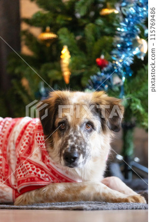 Dog wearing red holiday suit near Christmas tree Dog wearing red holiday suit near Christmas tree 115769486
