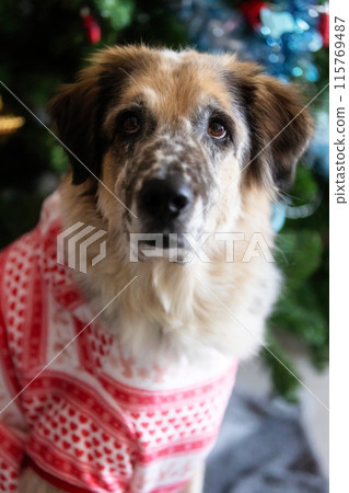 Dog wearing red holiday suit near Christmas tree Dog wearing red holiday suit near Christmas tree 115769487