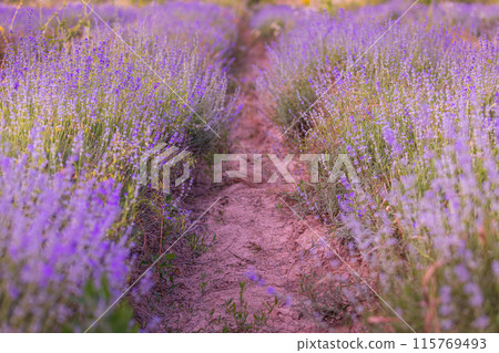 Lavender flowers close-up background Lavender flowers close-up background 115769493