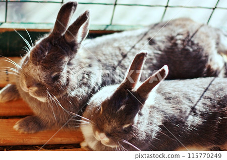 兔子(附廣動物園Chibikko農場) 兔子(附廣動物園Chibikko農場) 115770249