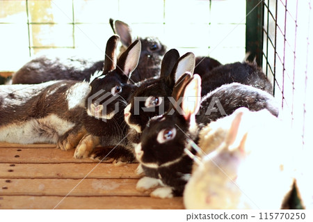 兔子（附廣動物園Chibikko農場） 115770250