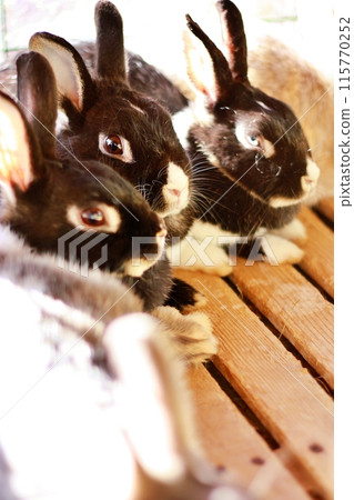 兔子（附廣動物園Chibikko農場） 115770252