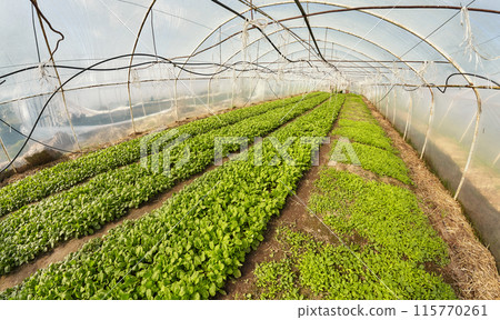 A wide angle view of the interior of an organic vegetable greenhouse, selective focus. A wide angle view of the interior of an organic vegetable greenhouse, selective focus. 115770261